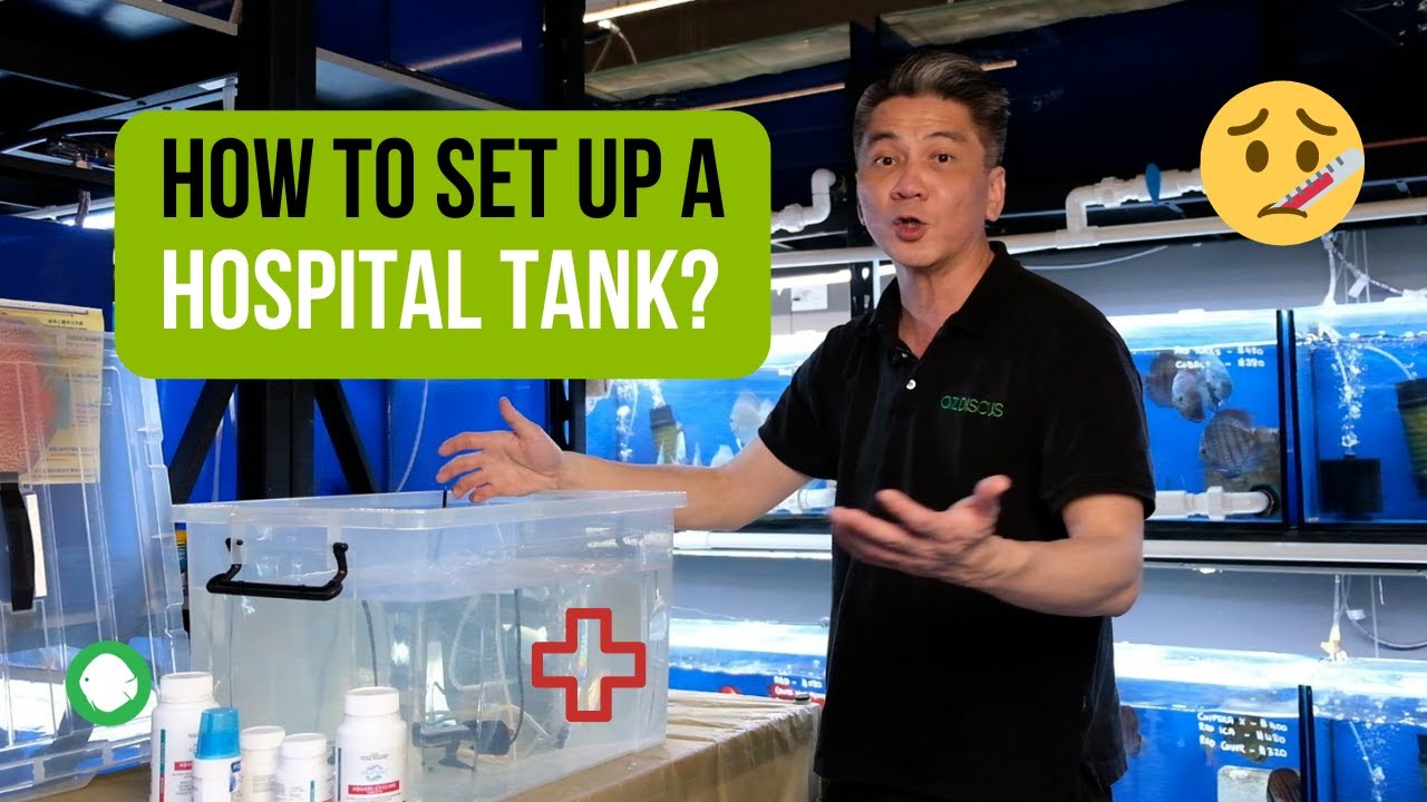 How to set up a hospital tank Treating sick Discus at home YouTube