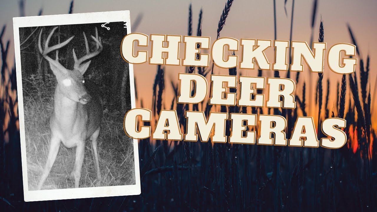Deer Getting Ready CHECKING DEER CAMERAS | GETTING READY FOR HUNTING - YouTube