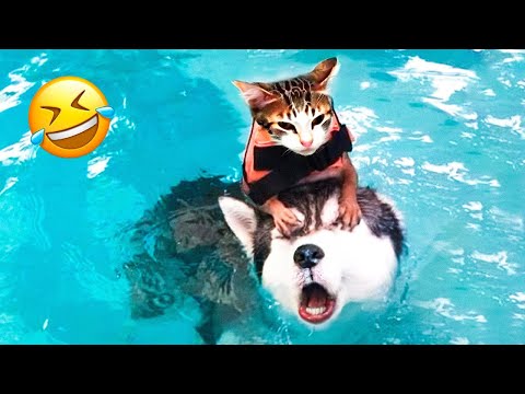 Try Not To Laugh Dogs And Cats 😁 - Best Funniest Animals Video 2023