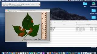 ImageJ Tutorial 1.2 - Set Scale (Photo)