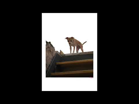 [WRP] CAPYAC - Creature of Desire