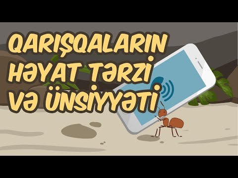 Karıncaların hayat tarzı ve iletişimi | Kuran mucizeleri | Genс Muslim