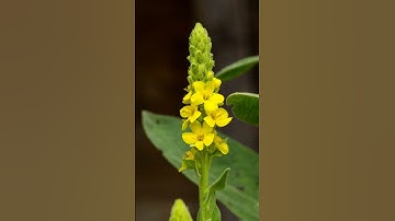 Mystical Mullein Magickal Properties and Uses