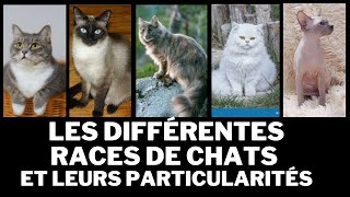 Les 10 races de chats les plus populaires et leurs particularités Les 10 races de chats les plus populaires et leurs particularités