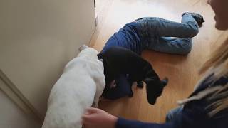 Dog Attack Haha - Isbt & Patterdale Terrier Pup Impressions Dog Cute