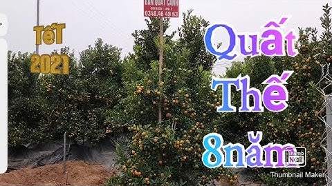 Quất tết 2021 - 2022 quất thế, quất kiểng, quất tháp, quất chum , quất khay