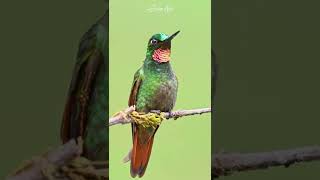  Fawn-breasted Brilliant Heliodoxa rubinoides Birds Life Singing, Chirping, Playing #wildlife #4k