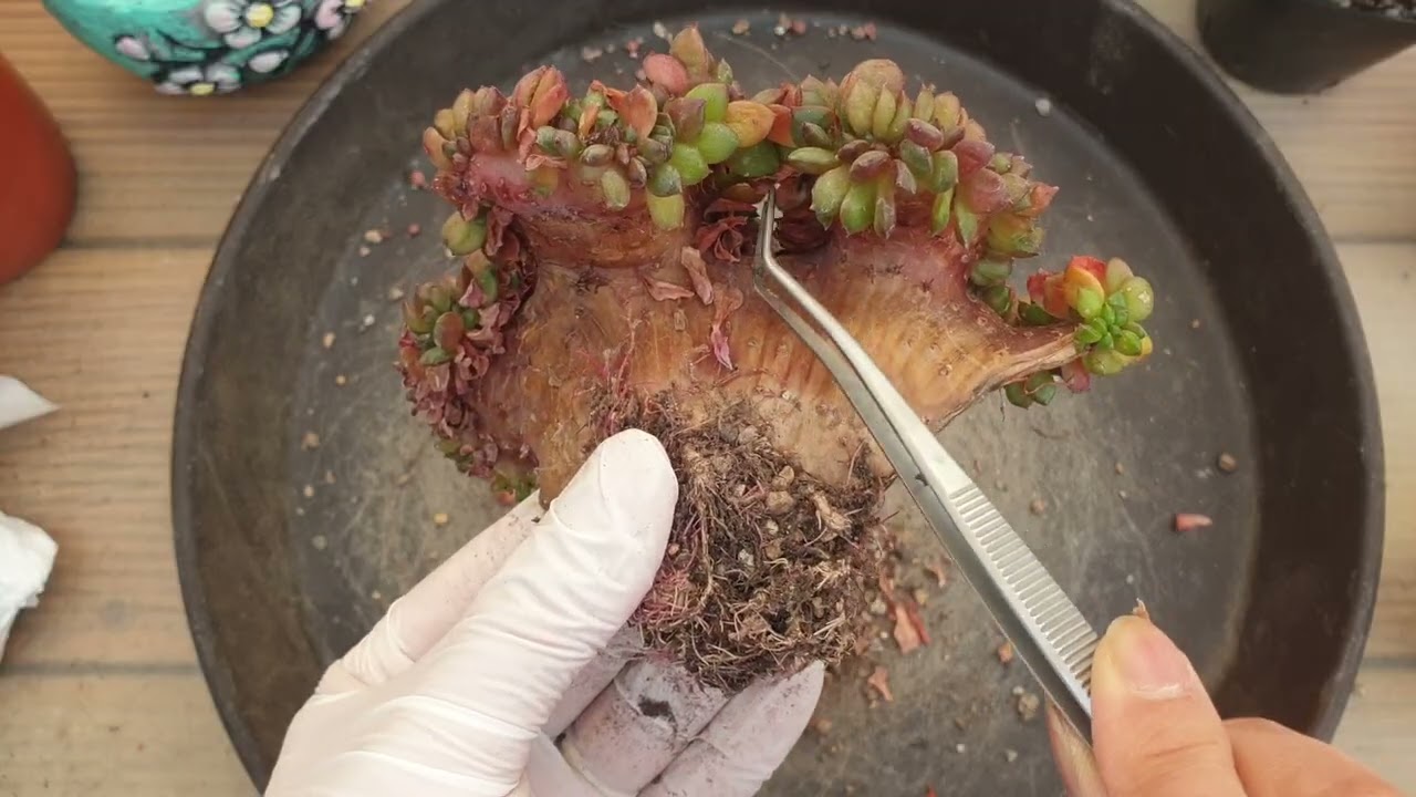 2026.1.21 하엽이 많아서 슬픈 아이들