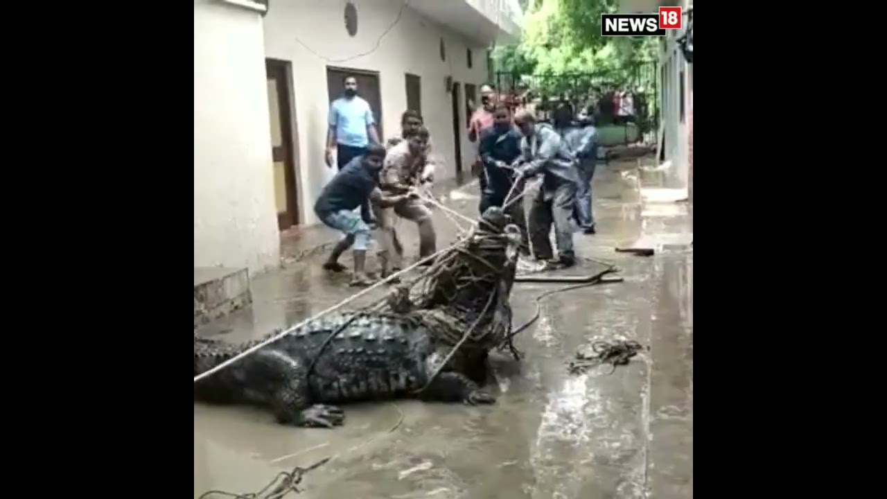 Gigantic Crocodile Sweeps into Residential Area During Rains in Uttar Pradesh | #viralvideo |#viral