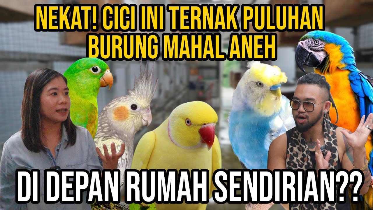 NEKAT! CICI INI TERNAK PULUHAN BURUNG MAHAL ANEH DI DEPAN RUMAH SENDIRIAN? MOMS KARLA