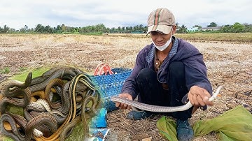 bẫy rắn mùa mưa cơn mưa đầu mùa dính rắn liên tiếp một ngày bội thu | Cần gò Công