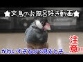 文鳥のお風呂好き動画　かわいすぎるので見るとき注意⁉