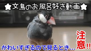 文鳥のお風呂好き動画　かわいすぎるので見るとき注意⁉