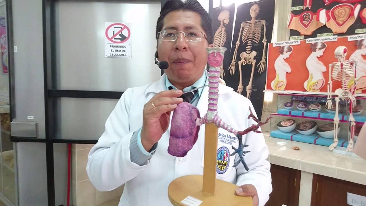 Sistema Respiratorio con modelo anatómico por Dr. Carlos Mamani L. - YouTube