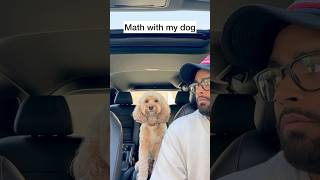 Mini Cockapoo Thinks Hard About This Difficult Math Question