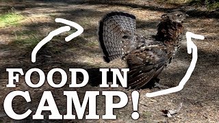 Bird Wanders into Camp During Survival Challenge Ep14