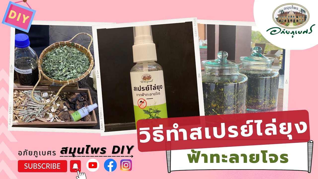 วิธีทำสเปรย์ไล่ยุง จากฟ้าทะลายโจร l สมุนไพร D.I.Y (2023)