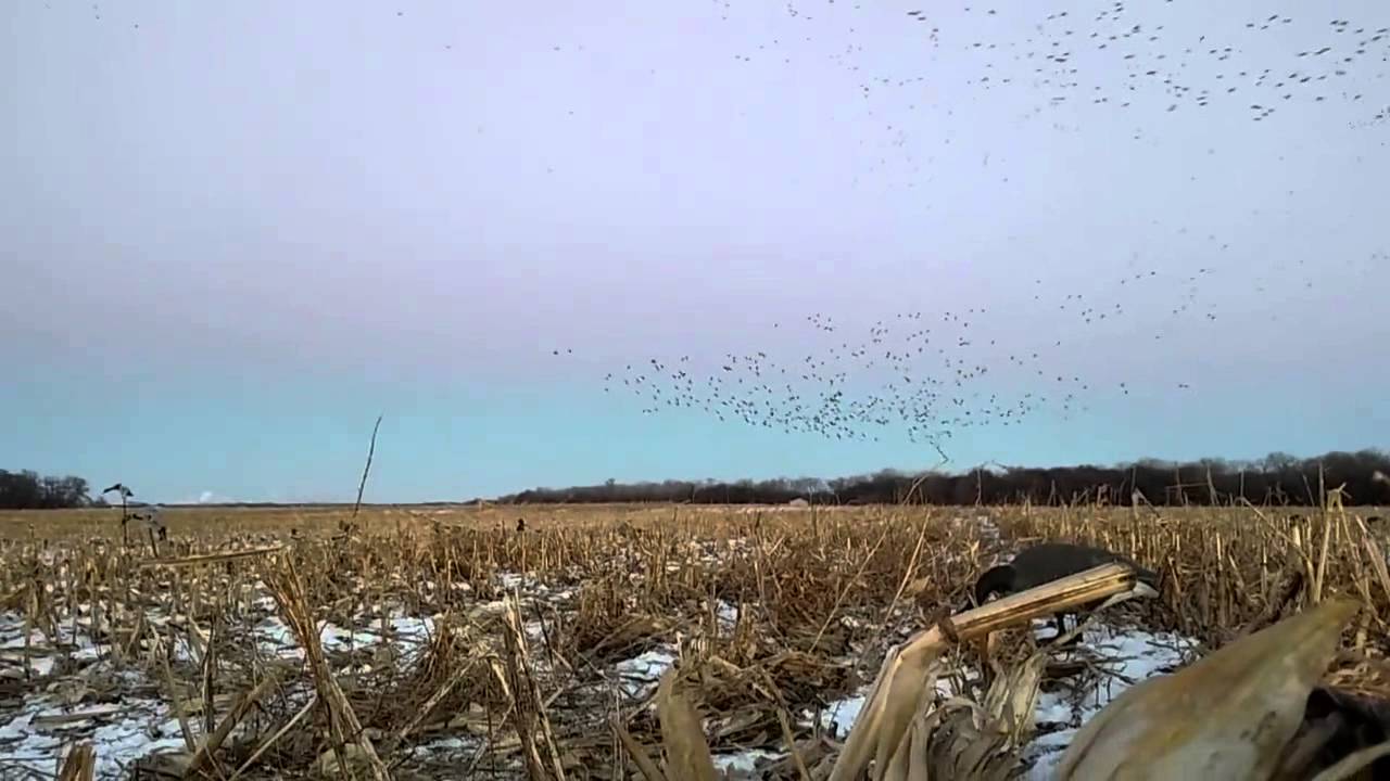 Ducks working the decoy spread YouTube