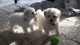 Bichon Frise Puppies for Sale