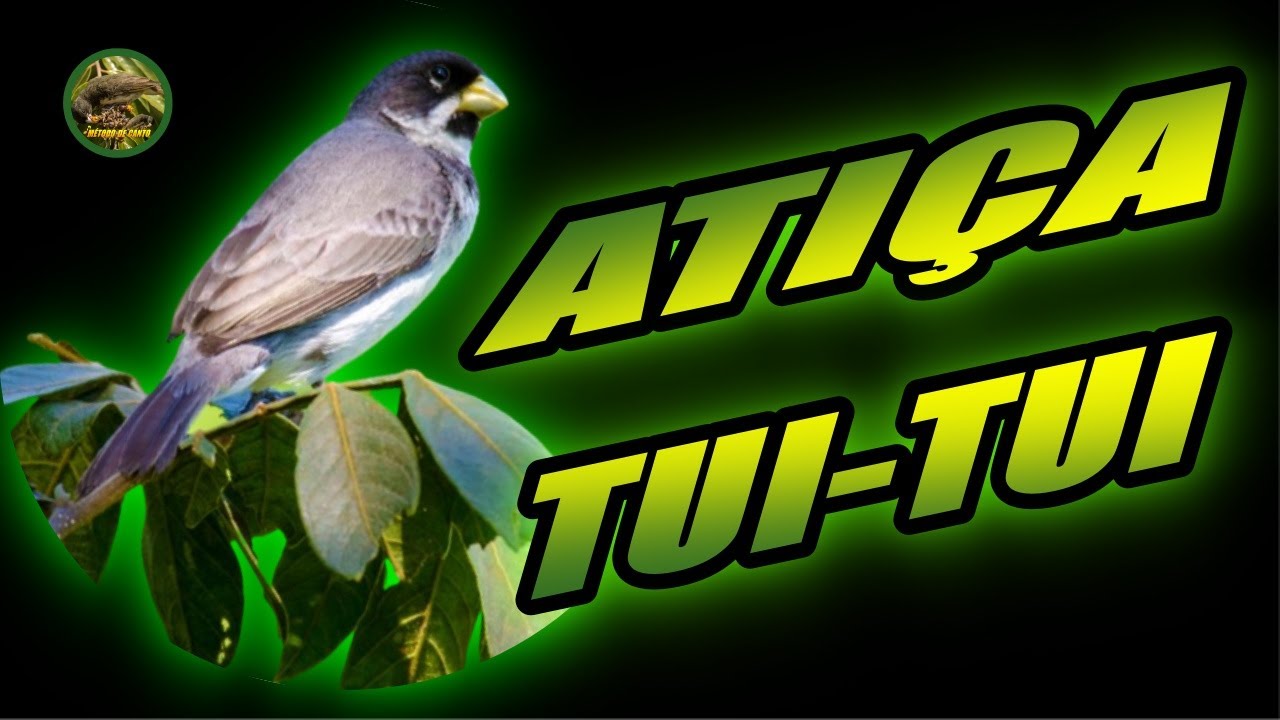 PAPA CAPIM TUI TUI 🔥ATIÇA TUI-TUI🔥ENSINAMENTO 