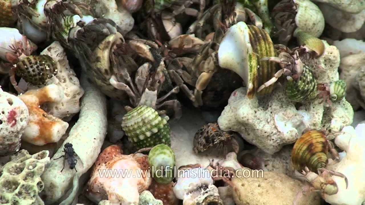 Living sea shells and crabs on the sea shore of Andaman & Nicobar