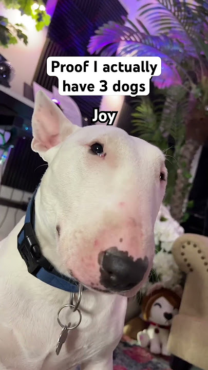 Three dogs! #dogs #meme #karen #funny