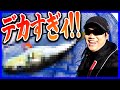 釣りガチャ!釣りダイアリー#1【今日は何が釣れるかな?】