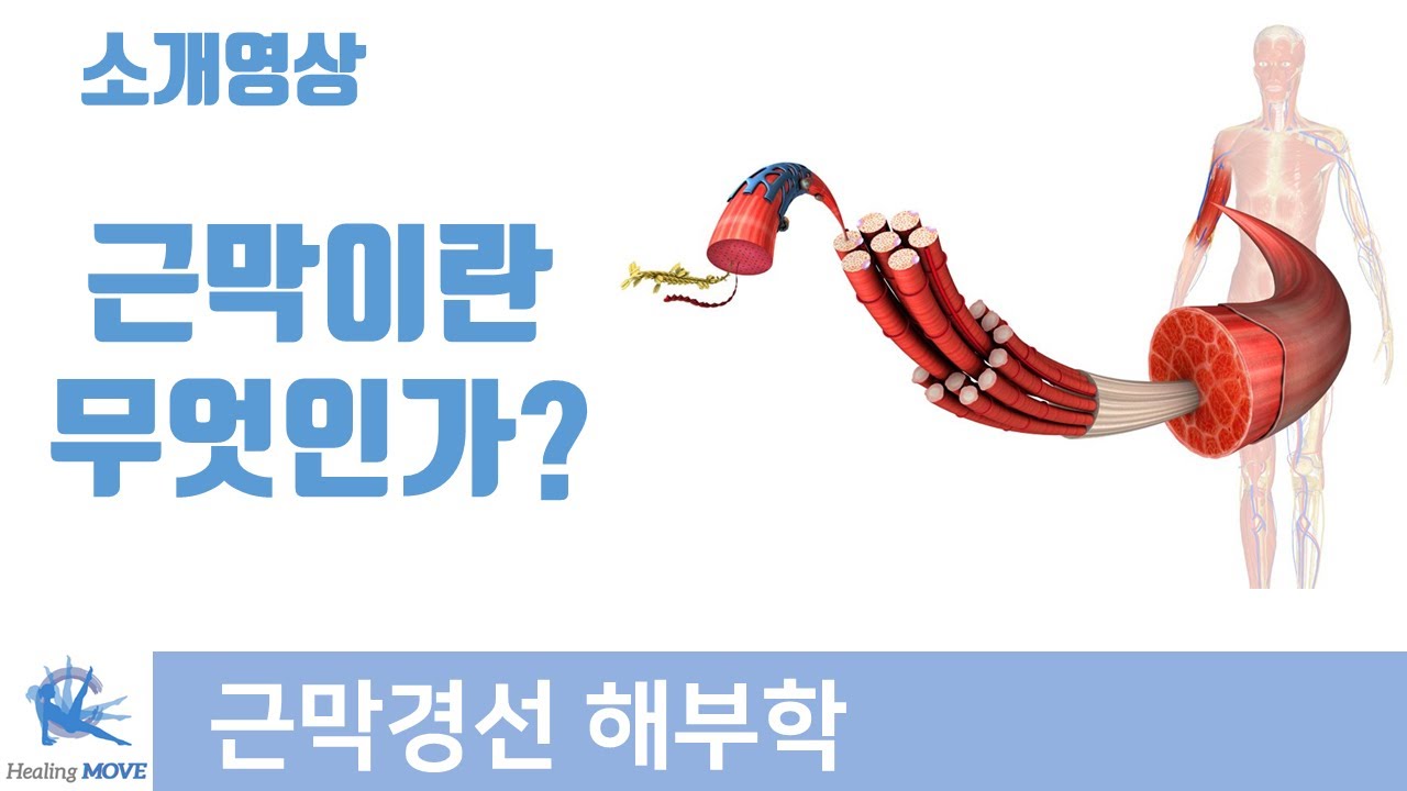 근막이란 무엇인가? what is fascia? | 근막경선 해부학 | 힐링무브 - YouTube