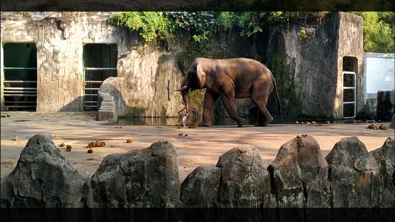 Kebun Binatang  Ragunan  Jakarta Ragunan  Zoo YouTube