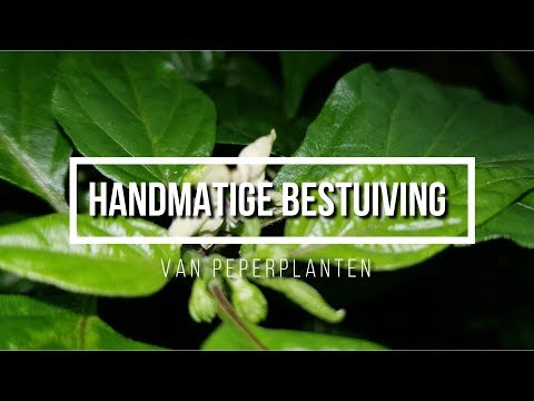 Handmatig bestuiven van peperplanten *kwast methode*