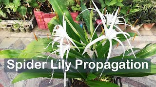 Spider Lily Propagation By Dividing Hymenocallis