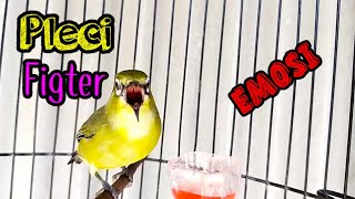 Pleci Figter Looking for Opponents Makes Another Pleci EMOTIONAL