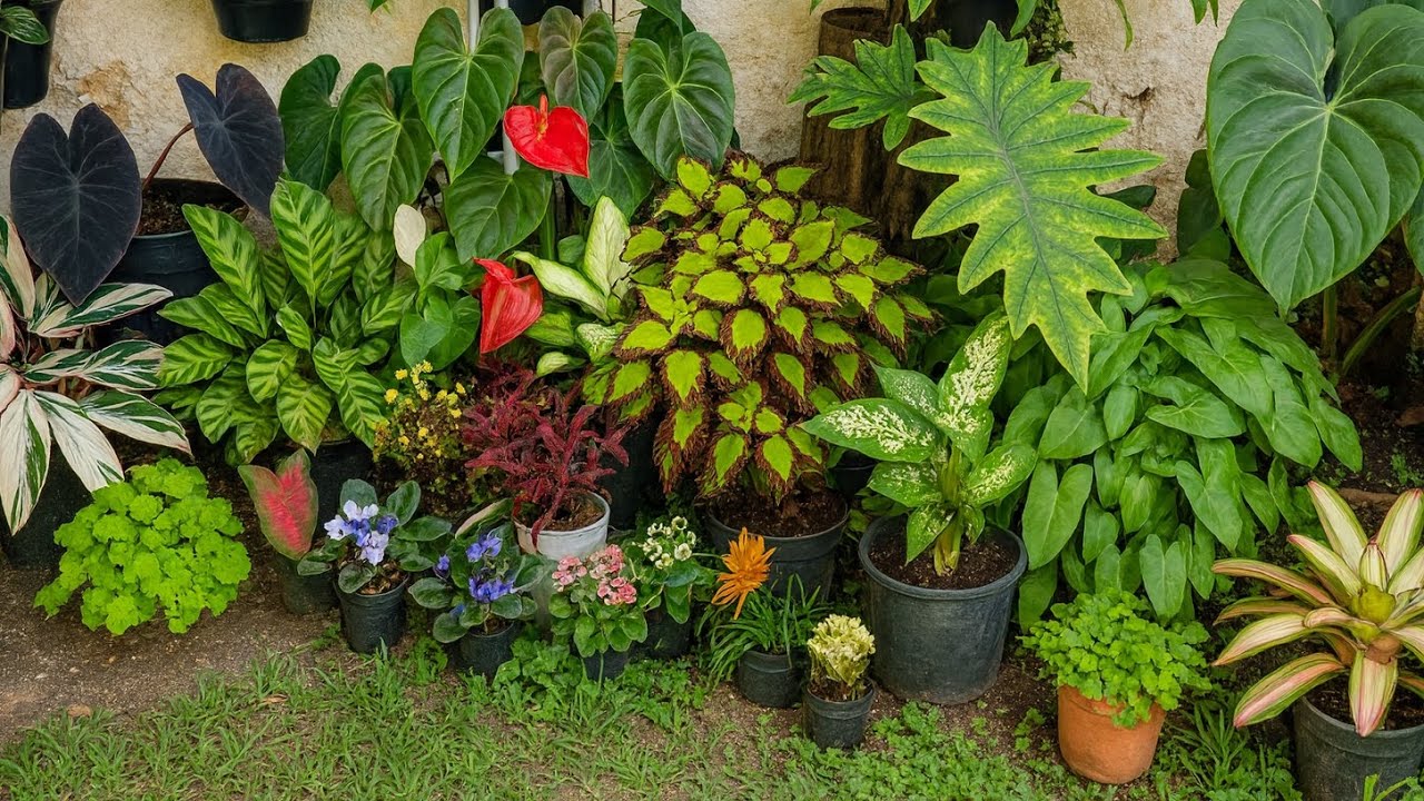 Comprei Plantas de Vasos Gastando Pouco 🪴