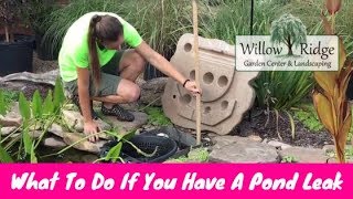 What To Do If You Have A Pond Leak