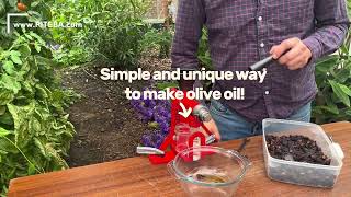 Simple And Unique Way To Press Olive Oil From Dried Olives Piteba