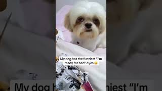 Sleepy Dogs Being Hilarious 😂 Cute Puppies and Lazy Dogs Who Can’t Stay Awake