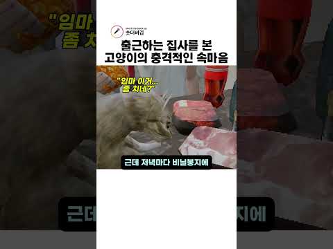 출근하는 집사를 본 고양이의 충격적인 속마음 thumbnail