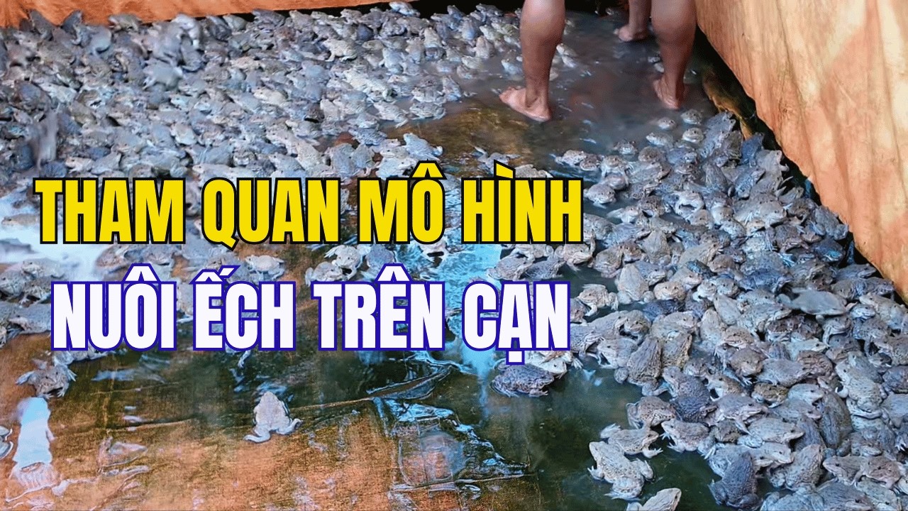 Tham quan mô hình nuôi ếch trên cạn ở Bến Tre | Tự nhân giống ếch con tiết kiệm chi phí