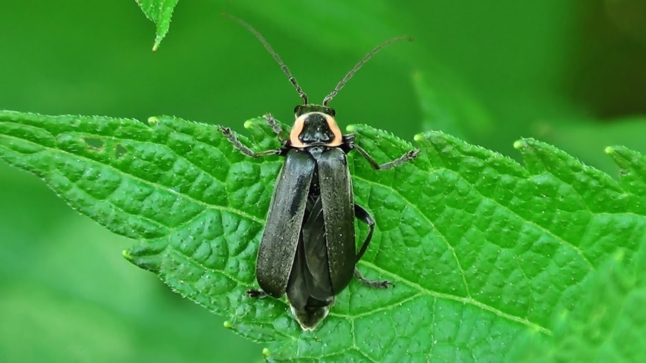Neglected Soldier Beetle 1