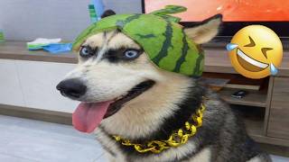 Funniest cats and dogs videos that will make you laugh 😂