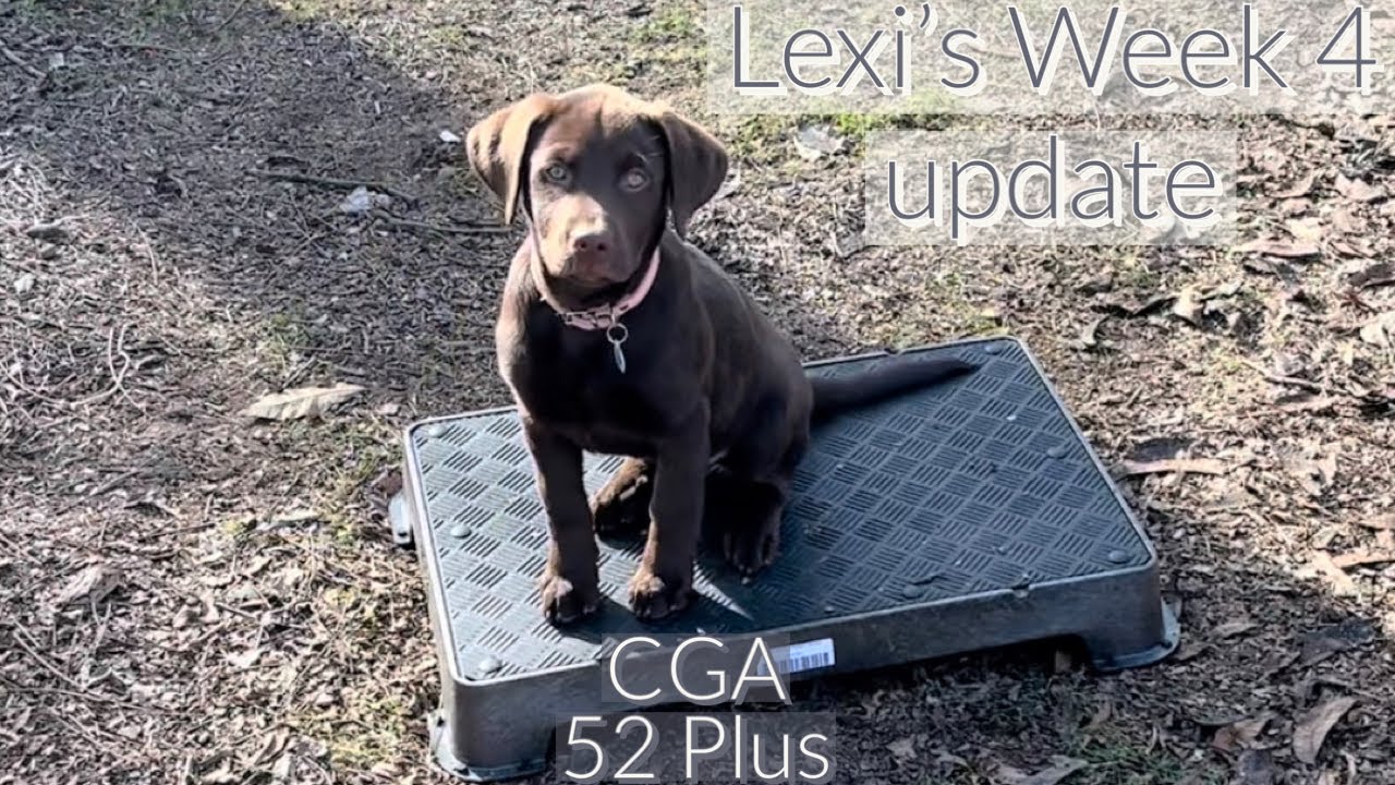 Cornerstone Gundog Academy week 4 review