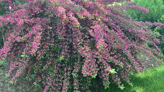 Sonic Bloom Pink Weigela | Garden Crossings