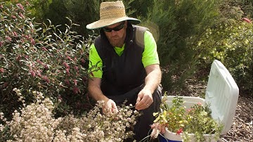 Pruning Grevilleas🌱