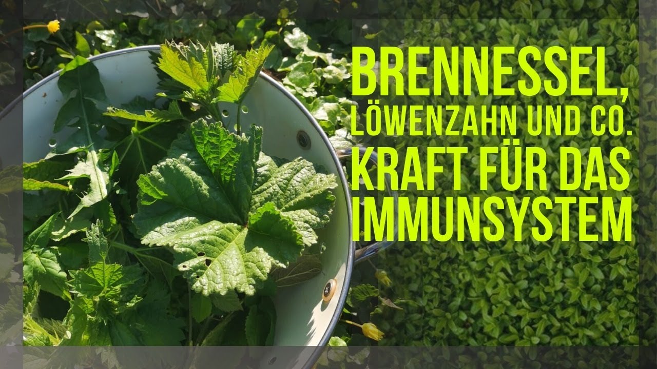 Brennessel Und Löwenzahn Brennessel Und Löwenzahn