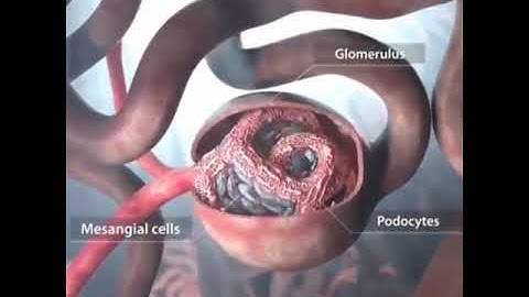 😯Glomerulus 8n kidney 😍 animation video 😍 #shorts #animationvideo #mbbs #neet #doctorlifestatus