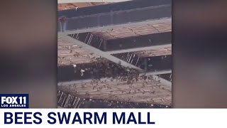 Bees swarm Westfield mall in Century City