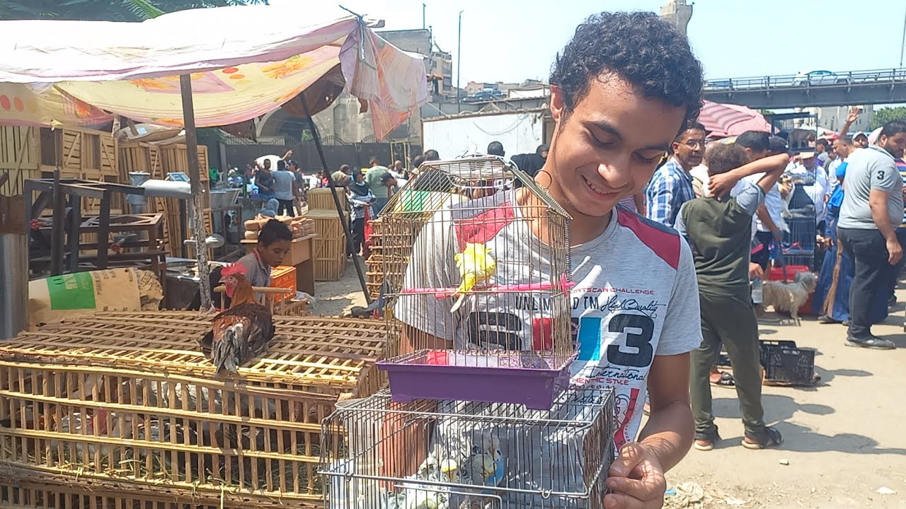الناس اشترت عصافير ايه وبكام من السوق وأسعار العصافير بأرقام اصحابها الأحد ١٤سبتمبر