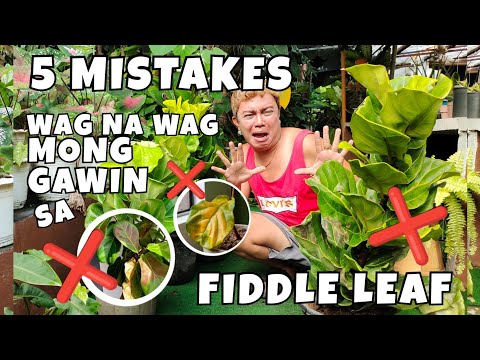 Video: Philodendron Bipennifolium Info: Mga Tip sa Pag-aalaga sa Fiddleleaf Philodendron