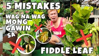 5 MISTAKES IN GROWING FIDDLE LEAF FIG TREE | FICUS LYRATA PLANT CARE
