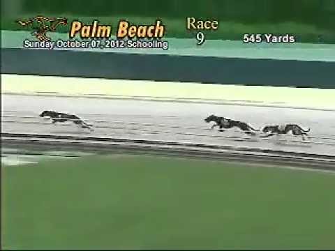 Go GreyhoundNews (#5) official schooling race at Palm Beach Kennel Club 10/7/2012.